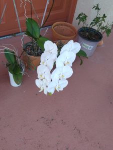 My White Orchid full bloom 01.06.2022